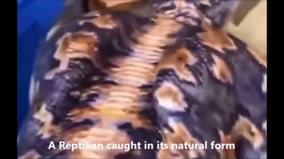 Véritable forme du reptilien