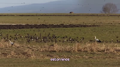 Bandadas de aves Estorninos