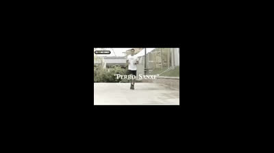 Dio mio que bueno es!!!!!  raza canina  ?? ??????