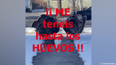 DOBLAJE ?  VIDEOS de risa viral de ANIMALES y MASCOTAS graciosos y divertidos | gatos perros conejos