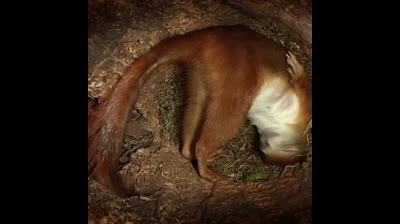 Nacimiento y cría de las ardillas