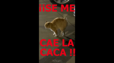 GATO ? SE CAGA