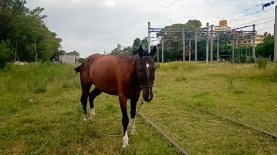 DEMOSTRAME QUE ERES MIO (CUMBIA)