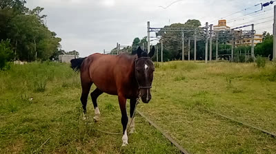 Novia Cumbianchera Demostrarme que eres mío canta Giselle Romina Castillo Vargas